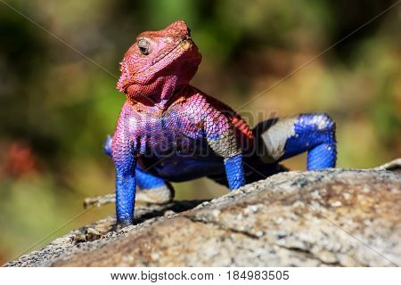 A colorful lizard in the African savannah. Serengeti National Park. Africa.