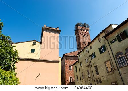 Torre dei Guinigi (Guinigi Tower - 44m - XIV century) in the medieval town of Lucca Toscana (Tuscany) Italy Europe