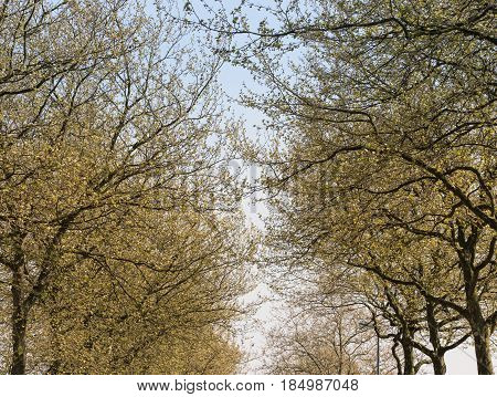 New foliage on old platans trees on a sunny day