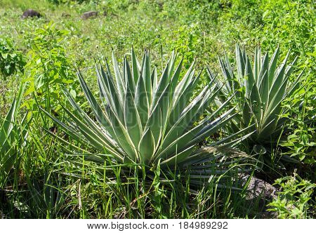 Green aloe in tropical garden under sunlight. Sunny day exotic nature herb photo. Wild aloe vera with thick leaves in green grass. Tropical natural landscape. Chinese medicine botanical ingredient