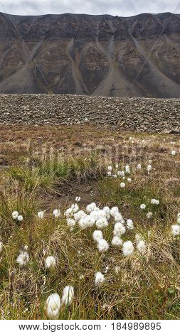 Northern arctic landscape. Mountains stones and valleys with cotton grass. Surroundings of Longyearbyen Svalbard archipelago (Svalbard island) Norway