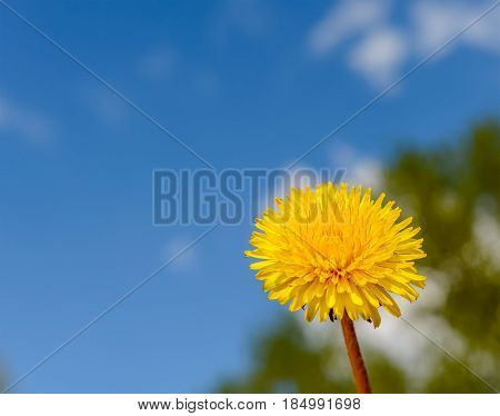 Yellow dandelion flower against the blue sky