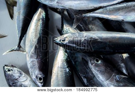 Silver grey sea fishes on market table. Seafood local market store. Fresh fishing catch with mackerel. Sea fish ready for cooking closeup. Natural food ingredient from ocean. Salty meat on shop table
