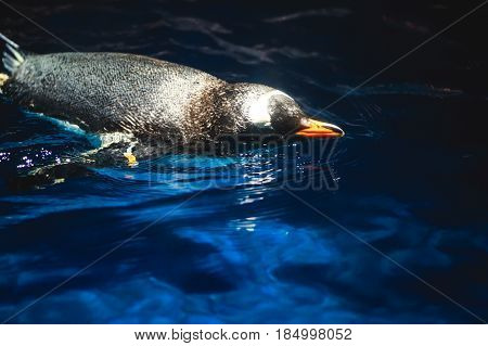 Cute penguin swims in blue water with a big splash