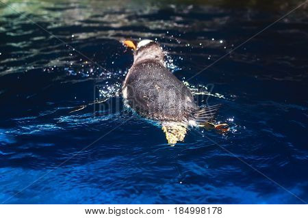 Cute penguin swims in blue water with a big splash