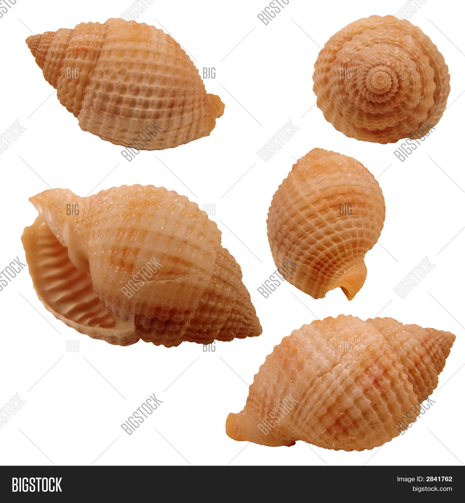 Nutmeg Seashell Image & Photo (Free Trial) Bigstock
