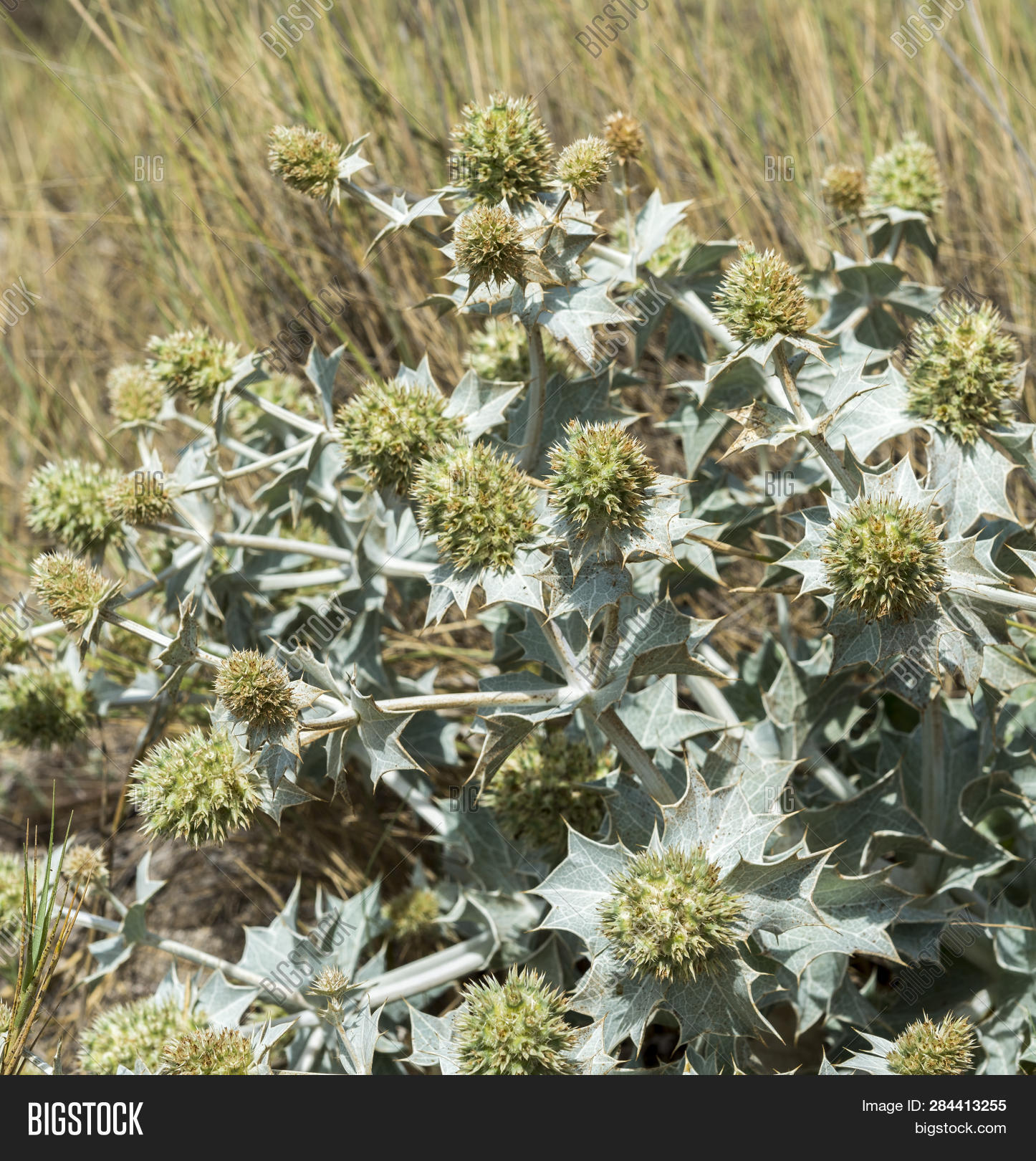 Close Sea Holly, Image & Photo (Free Trial) Bigstock