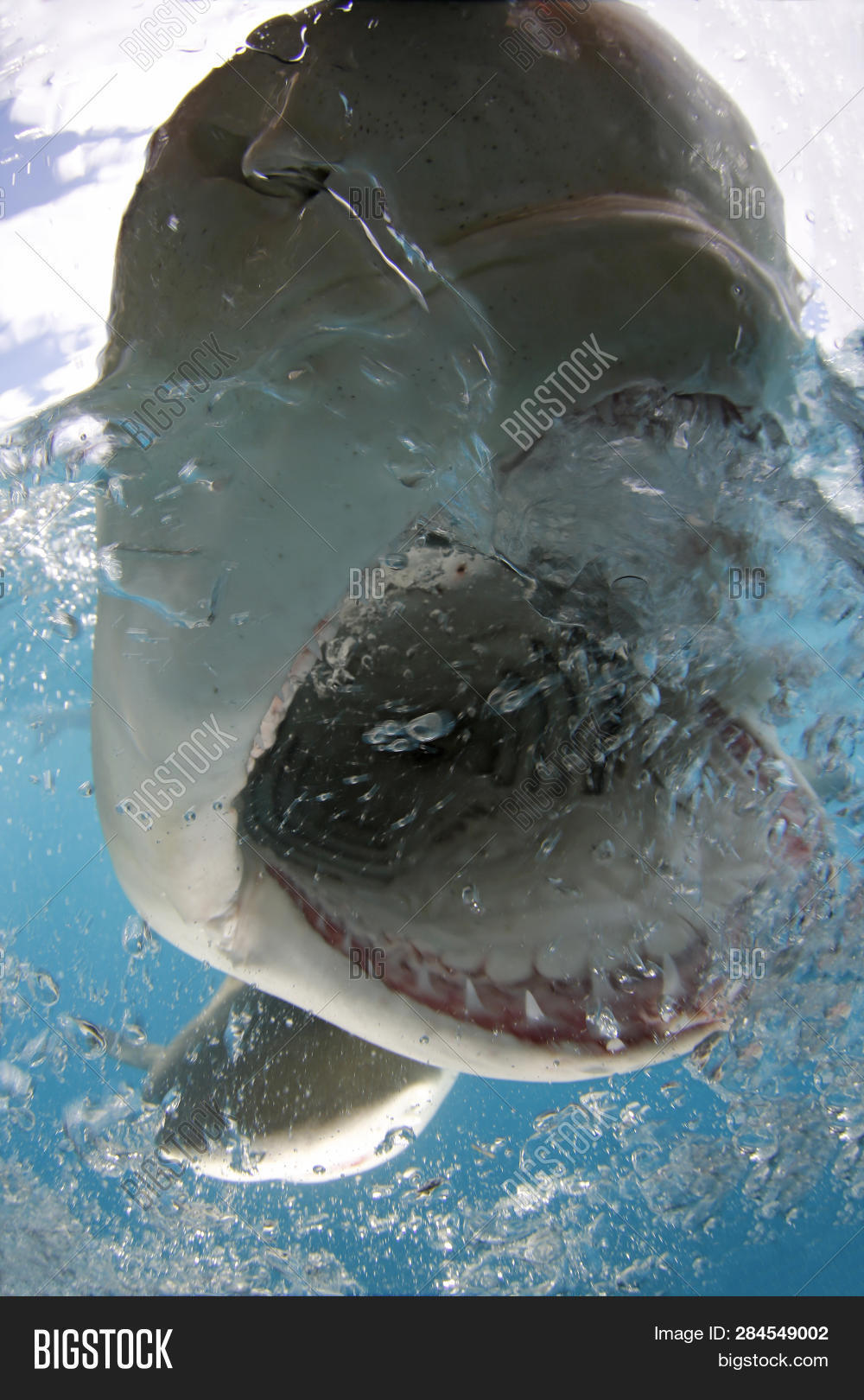 Lemon Shark (negaprion Image & Photo (Free Trial) | Bigstock