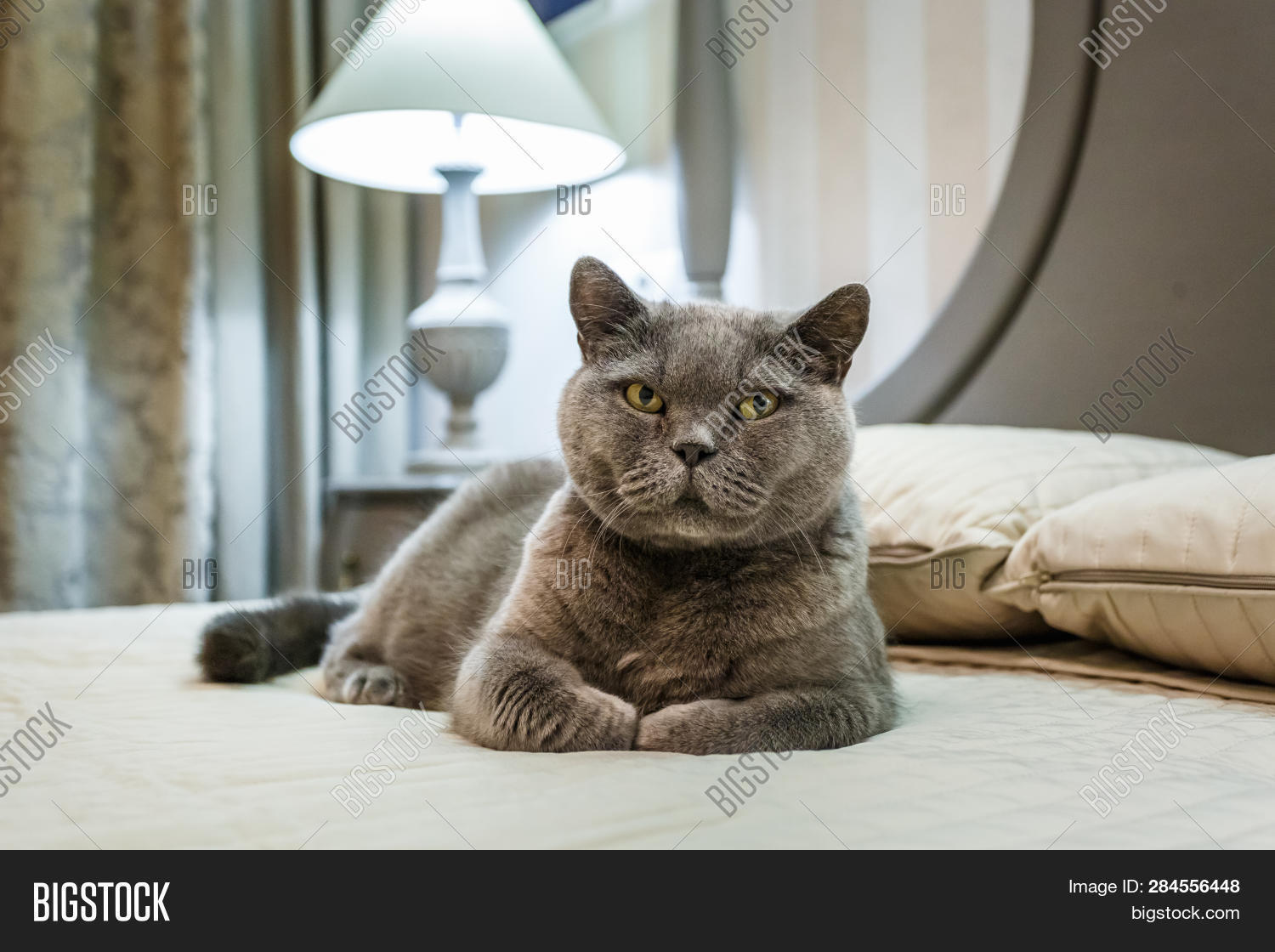 purebred british shorthair