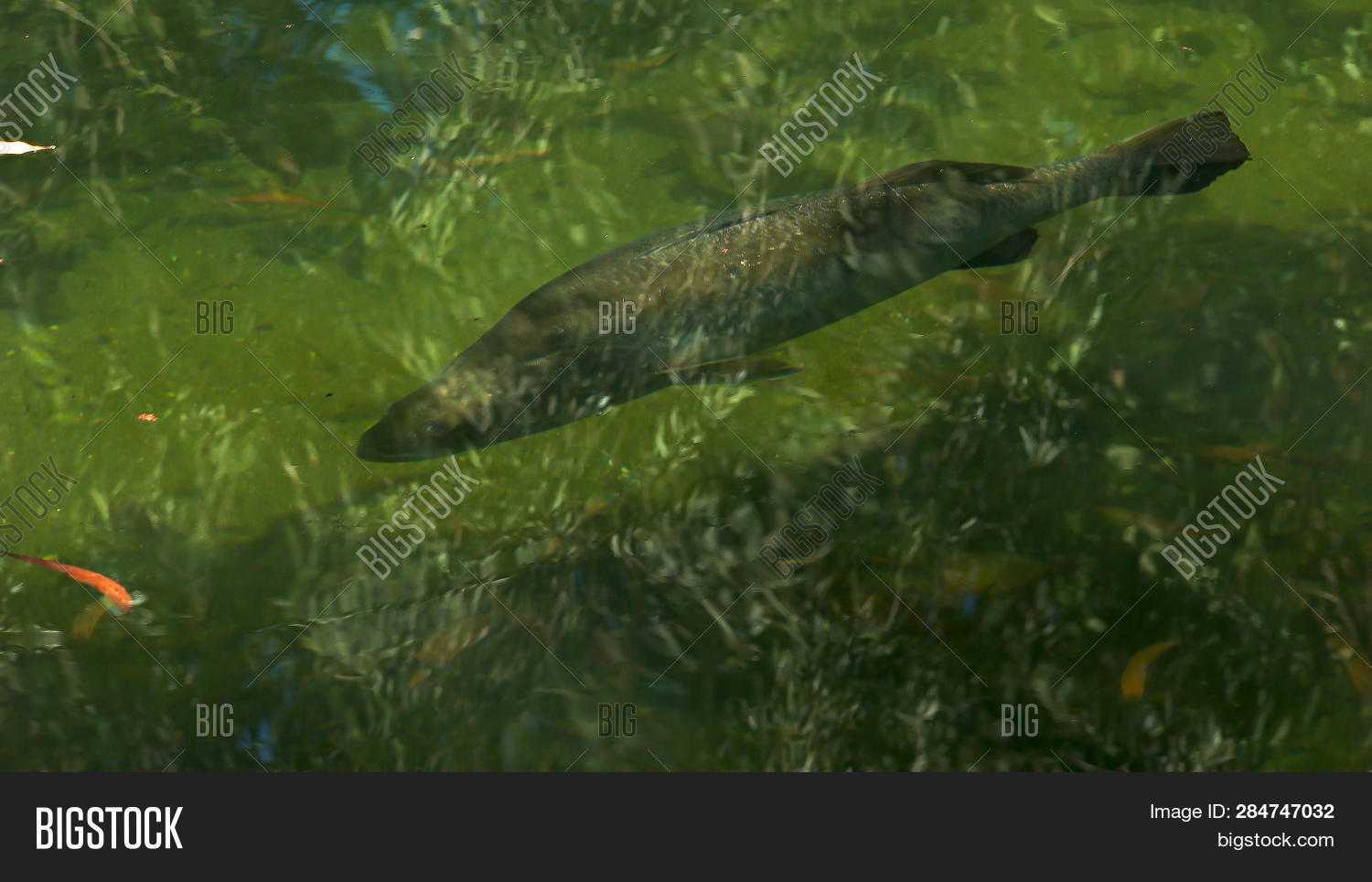 Large Asian Sea Bass Image & Photo (Free Trial) Bigstock