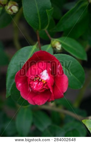 Red Camellia Flower. Close Up Pink Camellia Bud. Beautiful Flower Macro