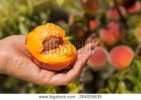 Female Hand Holds Half Ripe Peach With Bone, Juicy Fruit Against The Background Of The Peach Orchard