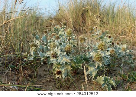 Native Uk Sea Holly, Eryngium Maritimum, In Flower And Growing On A Sand Dune With Grass And Sky In 