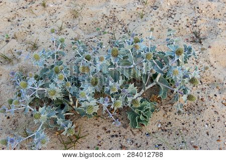 Native Uk Sea Holly, Eryngium Maritimum, In Flower And Growing On A Sand Dune With Grass And Sand In