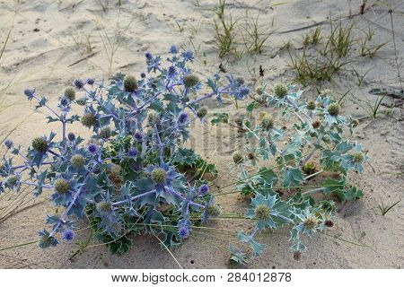 Two Uk Sea Holly, Eryngium Maritimum, Plants, One Grey And The Other With Blue Leaves, Stems And Flo