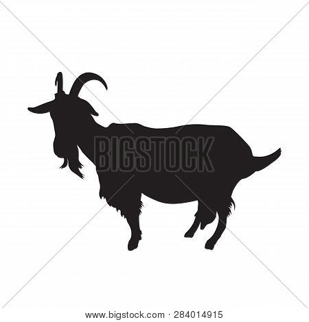 Goat With Horns And Udder. Farm Dairy Animal Black Silhouette On White Background