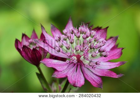 Macro Shot Of An Astrantia Flower In Bloom