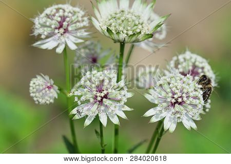 Close Up Of Astrantia Flowers In Bloom
