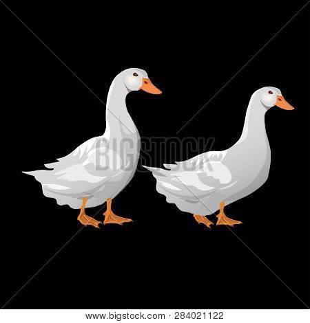 Two Domestic White Ducks. Vector Illustration Isolated On The Black Background