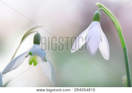 snow drops winter white wild flower, Galanthus nivalis. Snowdrops are the first floral blooming.