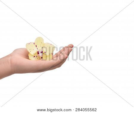 Beautiful Hand  Woman With Orchid Flower, Isolated On The White Background - Imagem