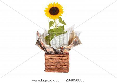 Beautiful Yellow Sunflowers In A Vase On A White Background. - Imagem