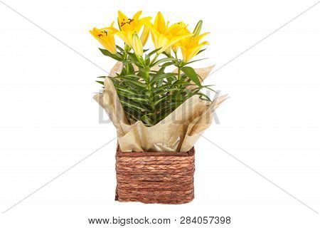 Yellow Lily  Flowers In A Vase On A Wooden Background - Imagem