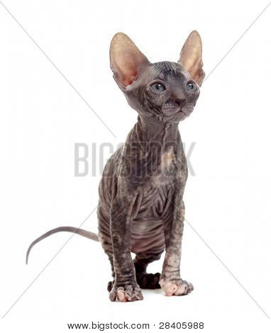 hairless sphynx killing