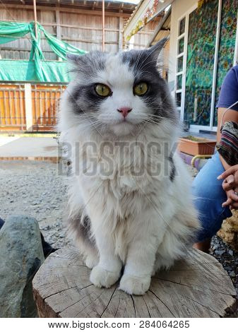 White Mixed Gray Color Cat Looking At Camera In Thailand, Top View, Relaxed Cat, Vertical