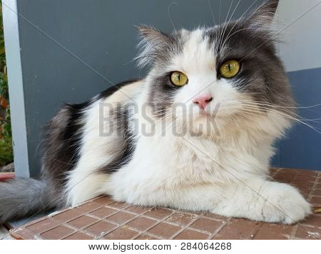 White Mixed Gray Color Cat On The Floor In Thailand, Top View, Relaxed Cat