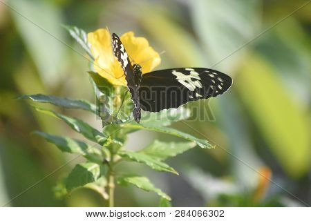 Longwing Butterfly With A Yellow Flower Polinating It.