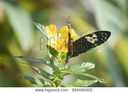 Yellow Flower Blossom With A Longwing Butterfly.