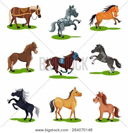 Flat Vector Set Of Horses In Various Poses. Hoofed Animals Isolated. Mammal Creatures On Green Grass