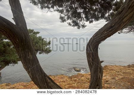 Trees By The Sea Of Ibiza A Cloudy Day
