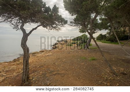 Trees By The Sea Of Ibiza A Cloudy Day