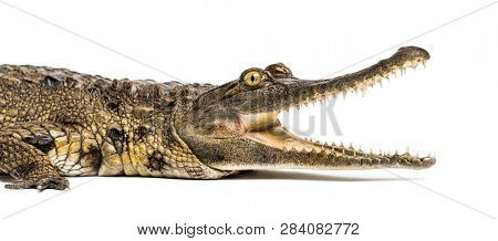 West African slender-snouted crocodile, 3 years old, isolated