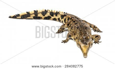 West African slender-snouted crocodile, 3 years old, isolated