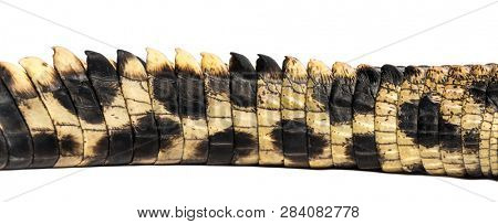 West African slender-snouted crocodile, 3 years old, isolated