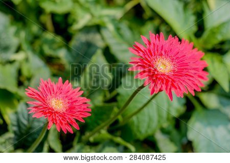 Two Barberton Daisy Gerbera With Leaves In Background. Known Transvaal Daisy Or Barbertonse Madelief