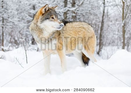 Focused Alpha Male Wolf Stands In The Snow In Beautiful Winter Forest