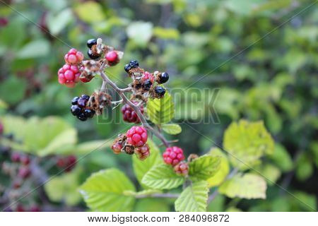 Wild Blackberries In The Agios Nikolaos Park Naousa Greece