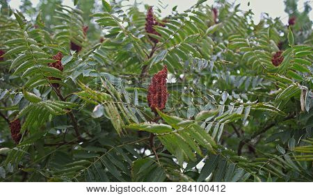 Top Of Staghorn Sumac Tree With Big Red Flower