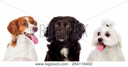 Differents dogs looking at camera isolated on a white background
