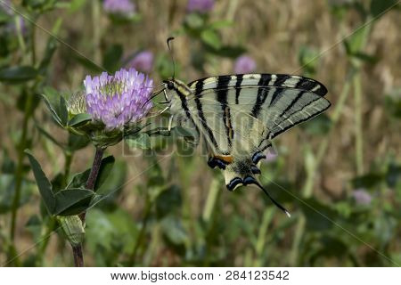 Butterfly Mahaon Flutters On The Field In Search Of Food In The Summer In Ukraine
