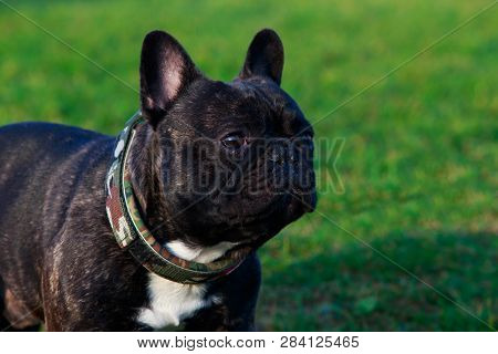 Dog Breed French Bulldog Is Stand On Green Grass