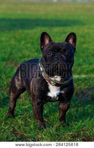 Dog Breed French Bulldog Is Stand On Green Grass