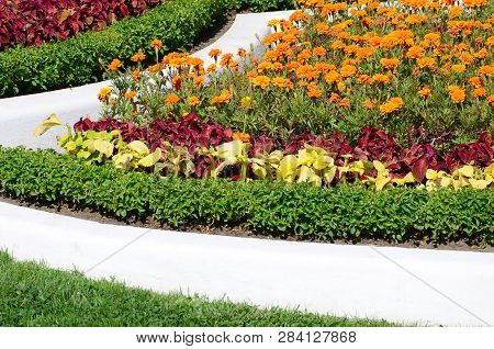 Coleus Flowerpot. Beautiful Perspective Of Natural Coleus Plant Leaves