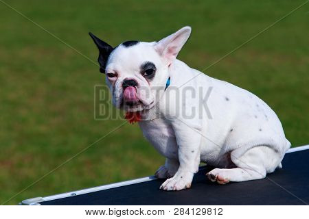 Little Puppy Of Breed French Bulldog Sits On The Table And Shows Tongue
