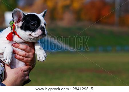 Little Puppy Breed French Bulldog In The Arms Of A Woman