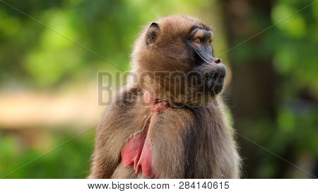 Femaale Gelada Baboon (heropithecus Gelada) Sitting And Watching. Baboon Gelada Is Moving. Photo Fro